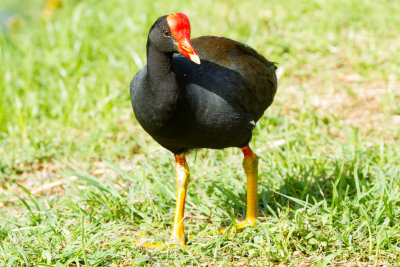 Hawaiian Gallinule