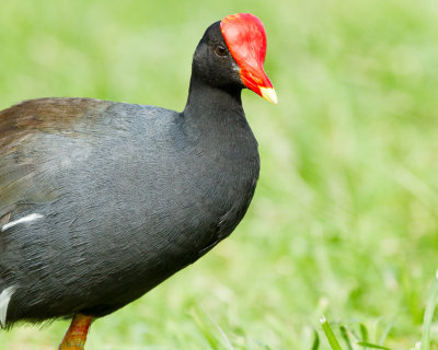 Hawaiian Gallinule