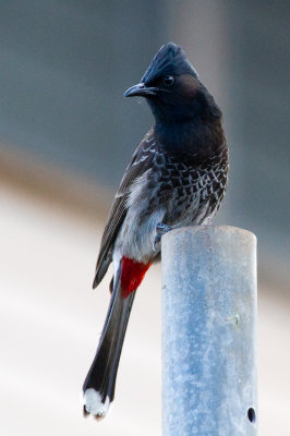 Red-vented Bulbul