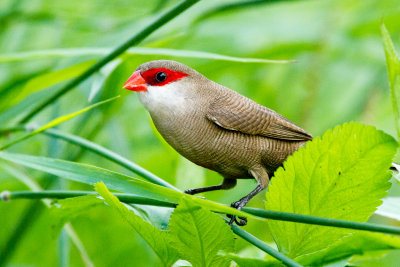 Common Waxbill