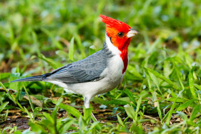 Red-crested Cardinal