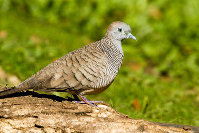 Zebra Dove