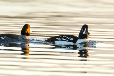 Barrow's Goldeneyes