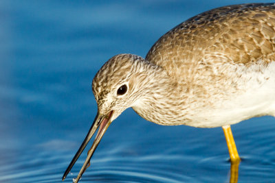 Greater Yellowlegs with worm