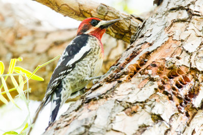 Red-breasted Sapsucker