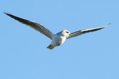White-tailed Kite kiting