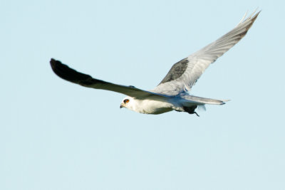 White-tailed Kite carrying a vole