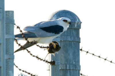White-tailed Kite with vole