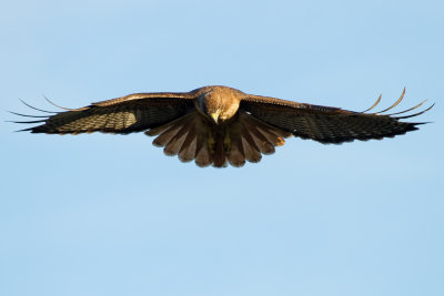 Red-tailed Hawk kiting