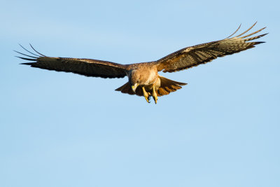 Red-tailed Hawk kiting