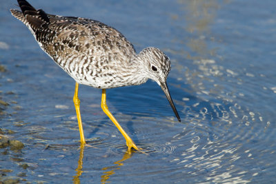 Greater Yellowlegs and Lesser Yellowlegs