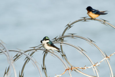 Tree Swallow and Barn Swallow