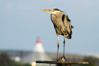 Great Blue Heron