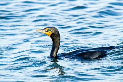 Double-crested Cormorant