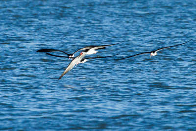 4 Black Skimmers over Shoreline Lake