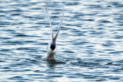 Forster's Tern taking off