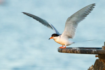 Forster's Tern landing