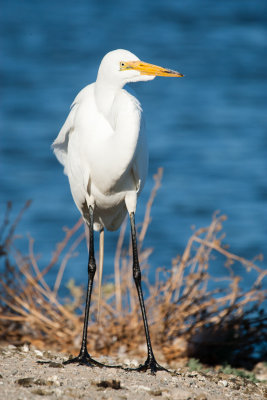 Great Egret