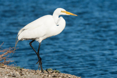 Great Egret