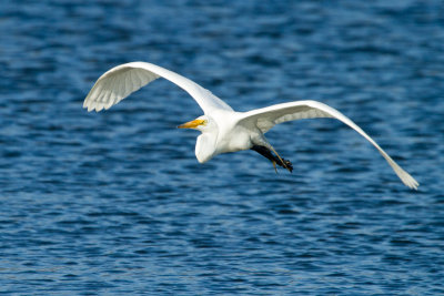 Great Egret