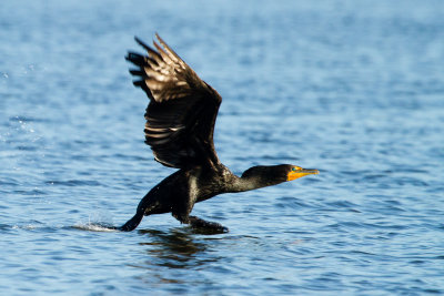 Double-crested Cormorant taking off