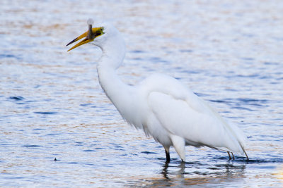 Great Egret with big fish