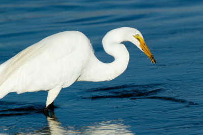 Great Egret with crab