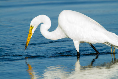 Great Egret with crab