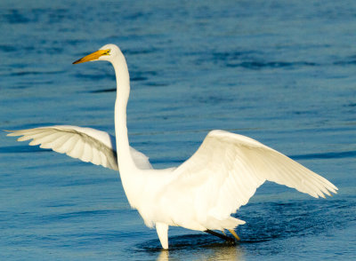 Great Egret landing