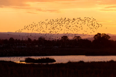 Avocets leaving at sunset