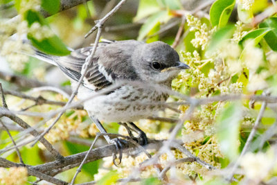 Northern Mockingbird fledgling