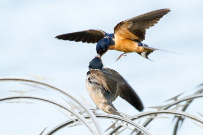 Barn Swallow parent feeding fledgling