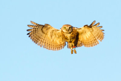 Burrowing Owl