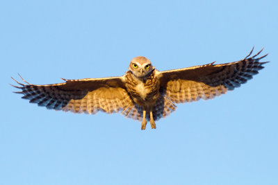 Burrowing Owl