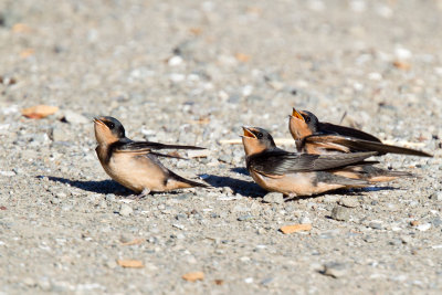 Barn Swallow fledglings