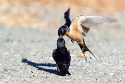 Barn Swallow parent feeding fledgling