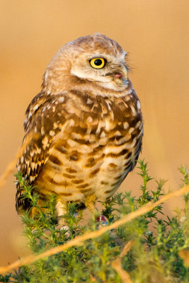 Burrrowing Owl