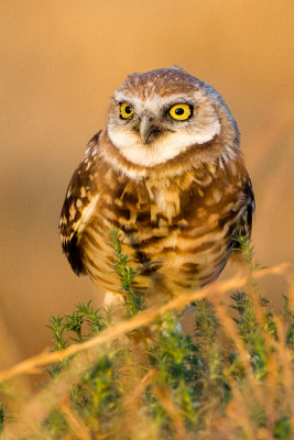 Burrrowing Owl