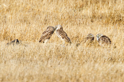 Four Burrowing Owls