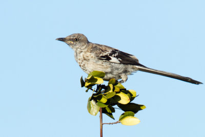 Juvenile Northern Mockingbird