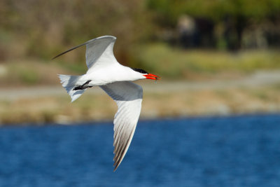 Caspian Tern with fish