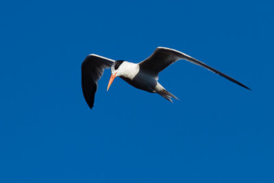 Elegant Tern