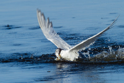 Forster's Tern catching fish