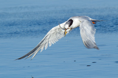 Forster's Tern with fish