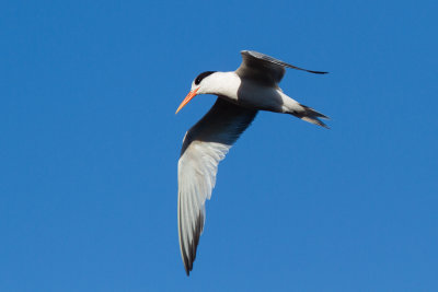 Elegant Tern