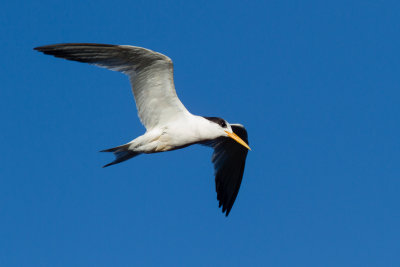 Elegant Tern