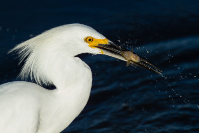 Snowy Egret catching fish