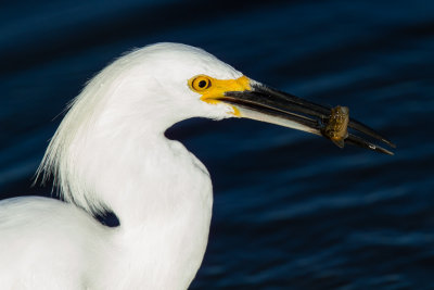 Snowy Egret with fish