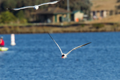 Gull chasing Caspian Tern with fish