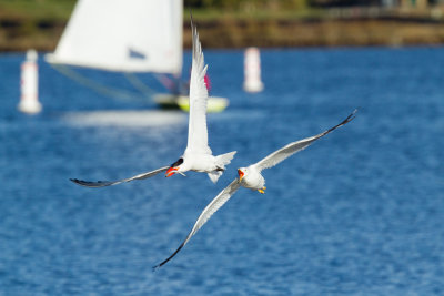 Gull chasing Caspian Tern with fish